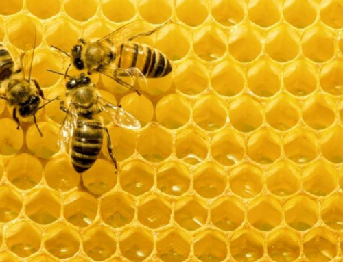 The Buzz Around Bee Decline: Are Super Robotic Bees the Future of Farming?